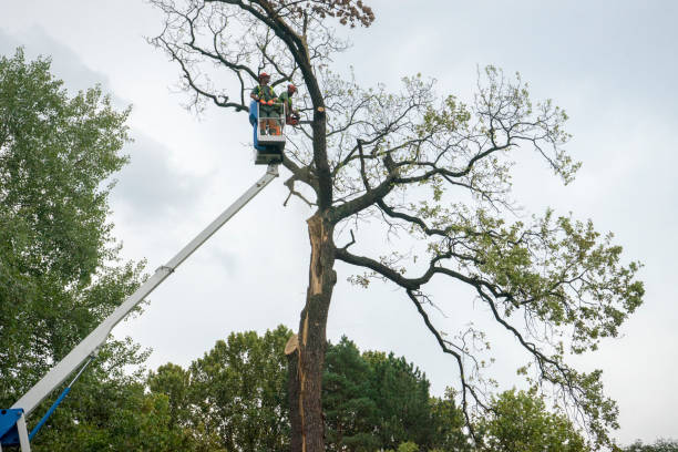 How Our Tree Care Process Works  in  Cleveland, AL